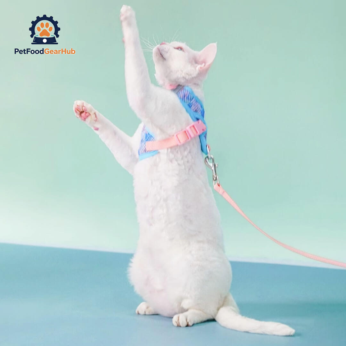 Devon Rex in Blue & Pink Cat Vest Harness | PetFoodGearHub