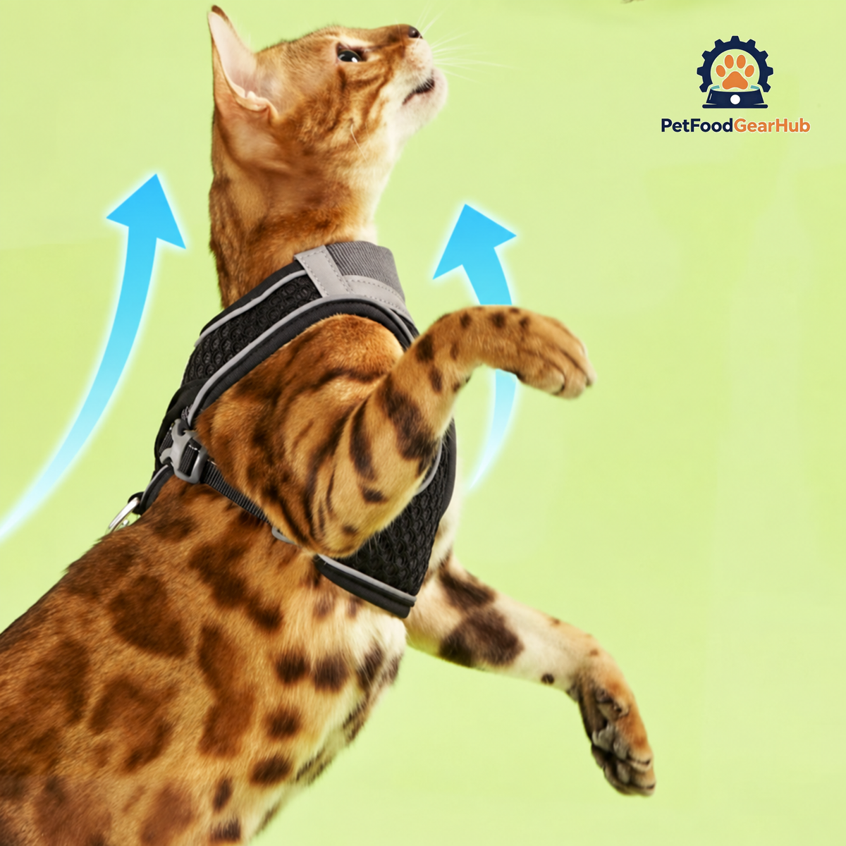 Cat in Black Mesh Cat Vest Harness and Leash | PetFoodGearHub