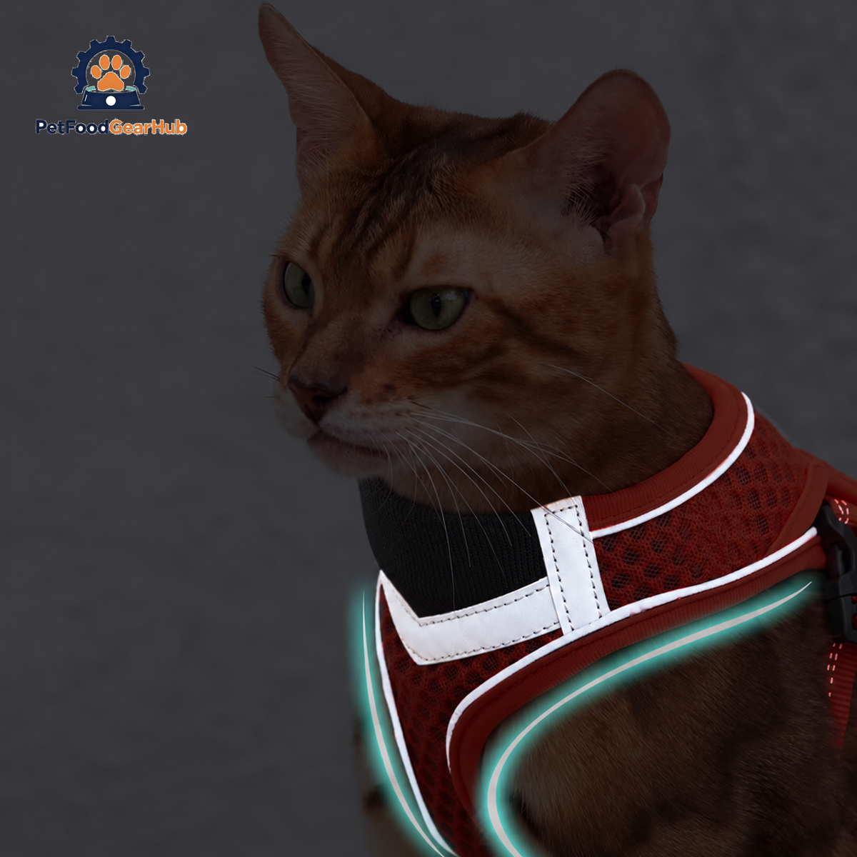 Reflective Trims of Mesh Vest Cat Harness | PetFoodGearHub