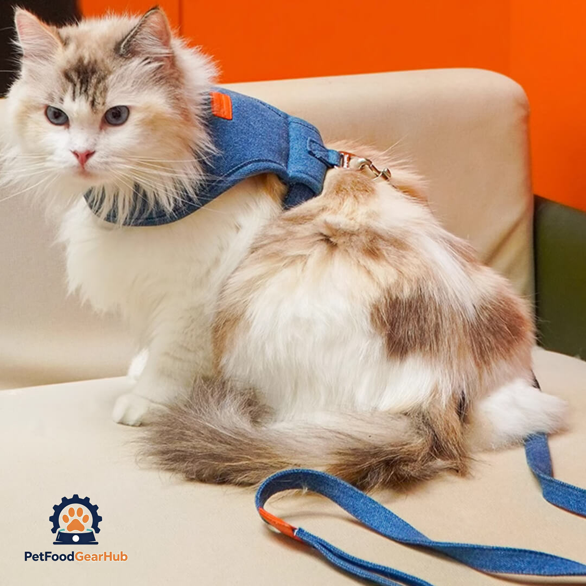 Cat in Denim Cat Harness | PetFoodGearHub
