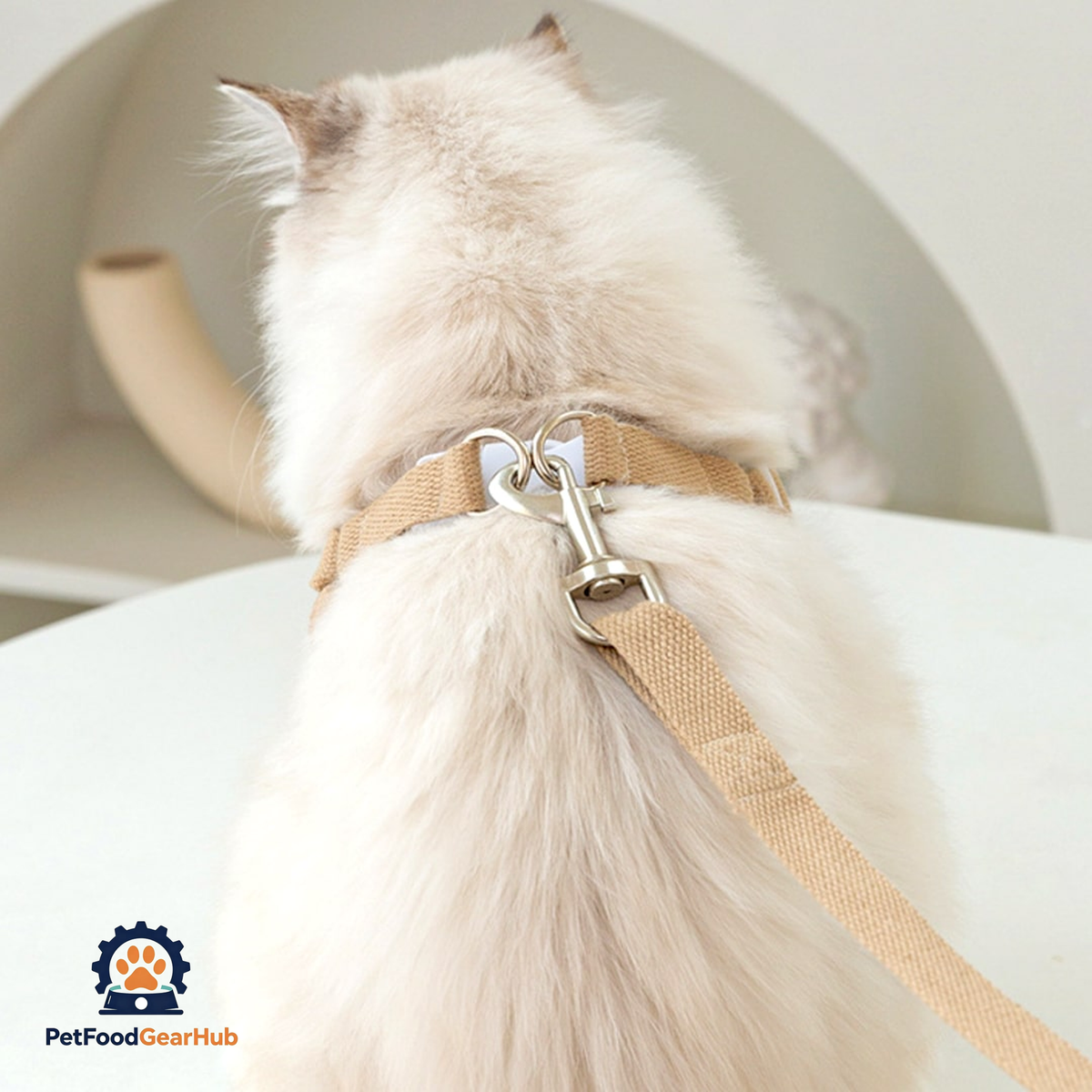 Cat Sitting In Lolly Cat Harness, Ready For An Adventure | PetFoodGearHub