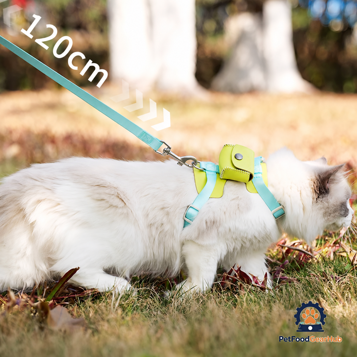 Cat Walking on a Leash | PetFoodGearHub
