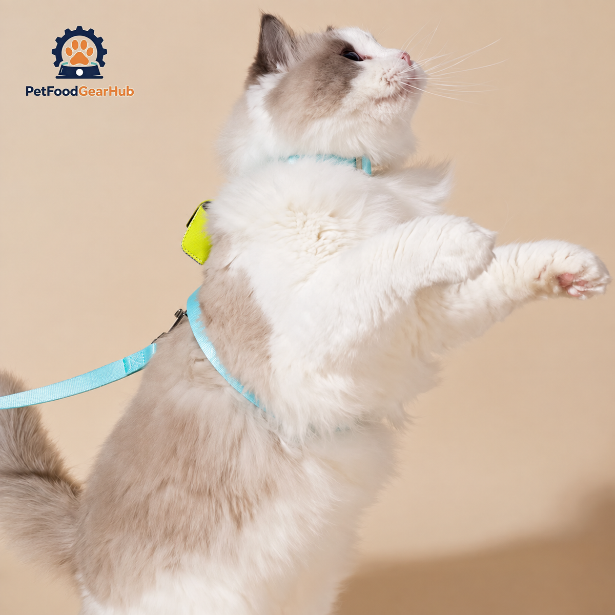 Cat in Turquoise H-Style Harness with a Mini Bag | PetFoodGearHub