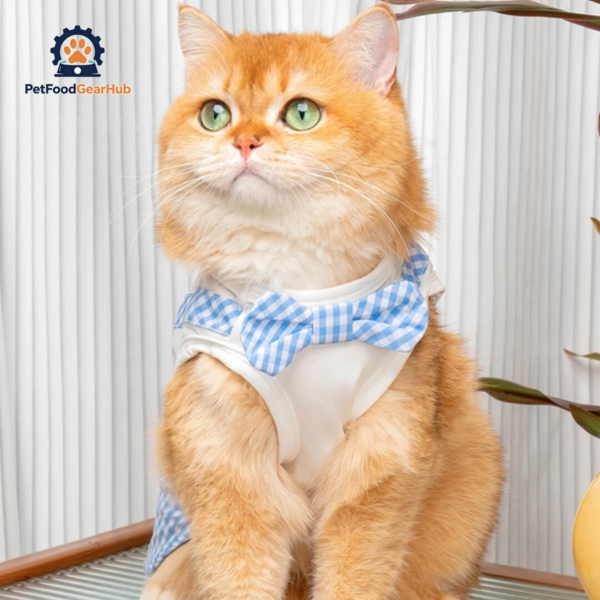 Cat in Blue Check Vest | PetFoodGearHub