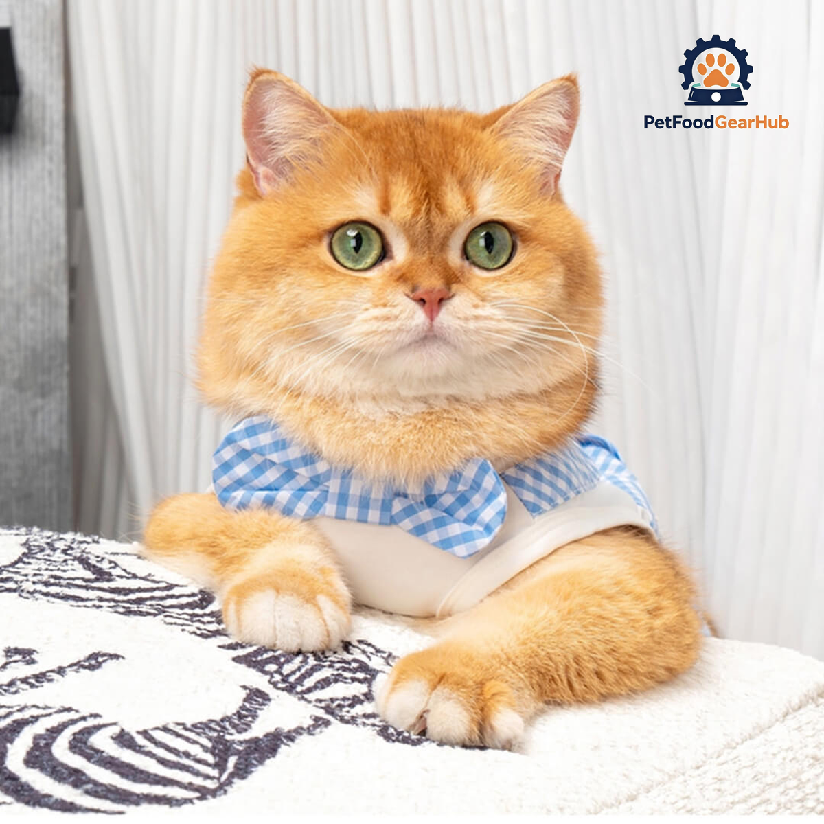Cat in Blue Check Vest | PetFoodGearHub