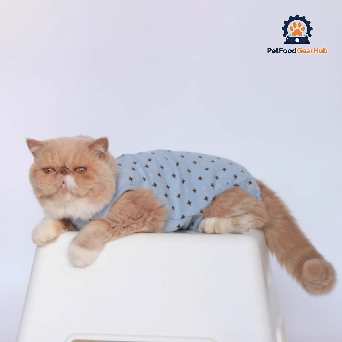 Cat in Stylish Blue Dungarees | PetFoodGearHub