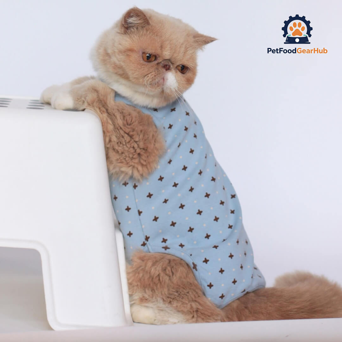 Cat in Stylish Blue Dungarees | PetFoodGearHub