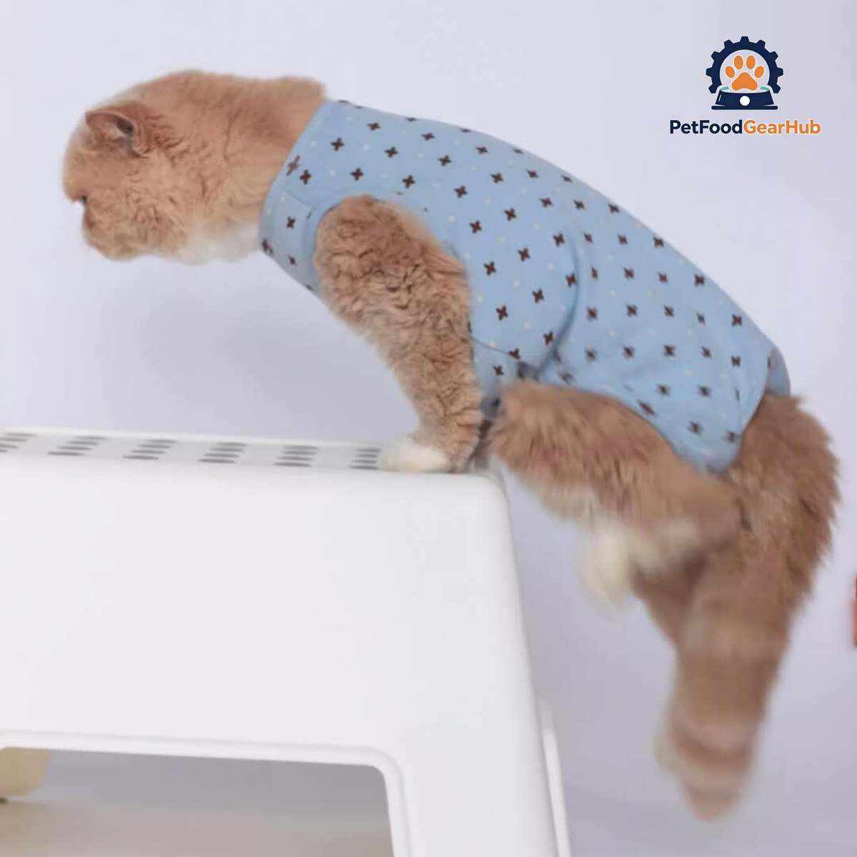 Cat in Stylish Blue Dungarees | PetFoodGearHub