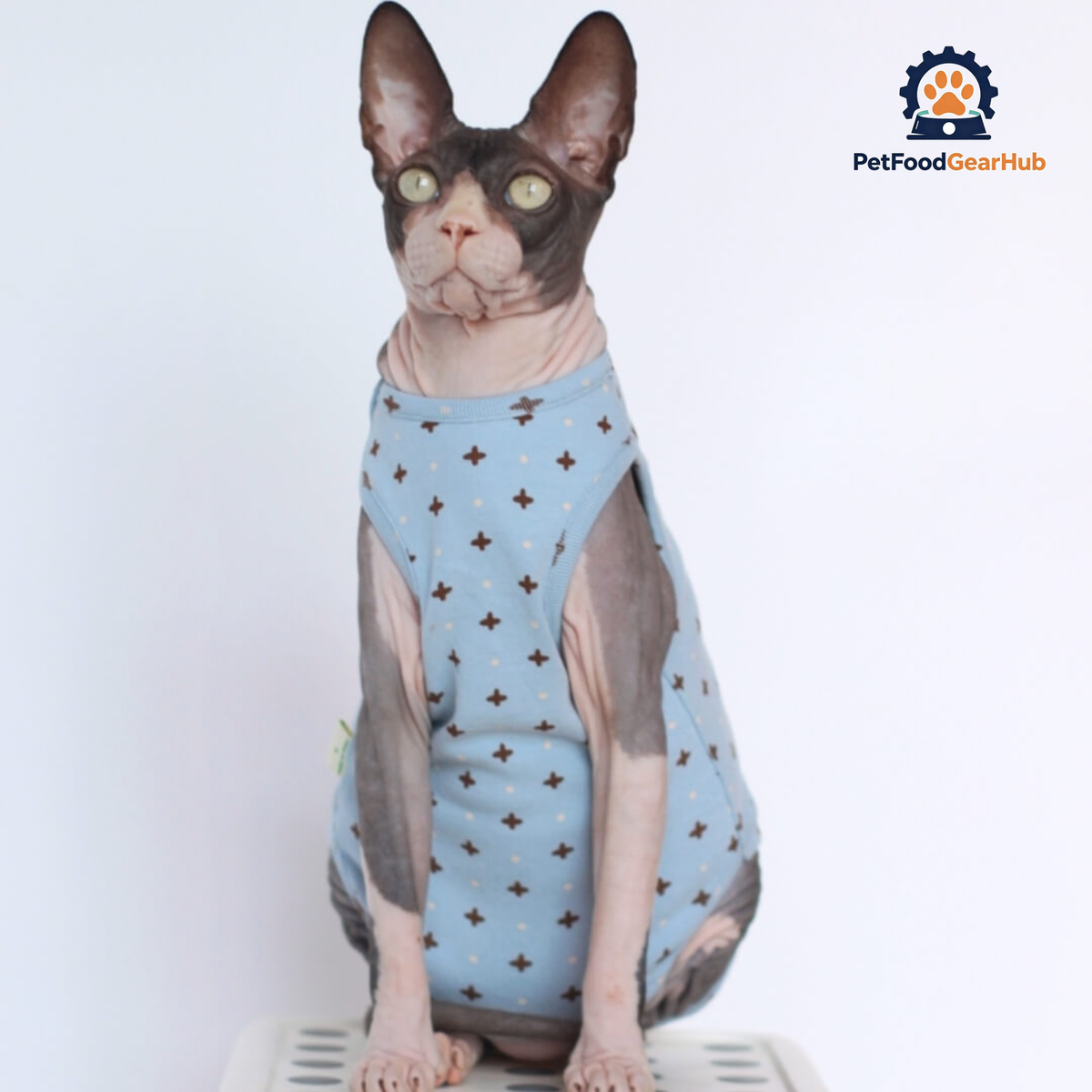 Sphynx Cat in Stylish Blue Dungarees | PetFoodGearHub