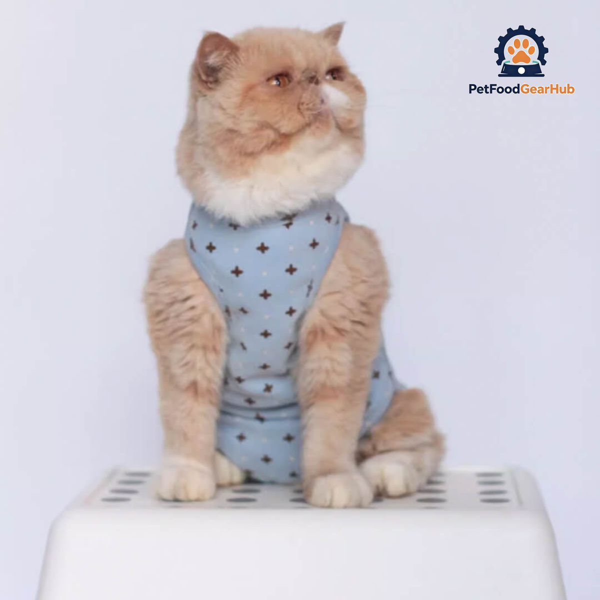 Cat in Stylish Blue Dungarees | PetFoodGearHub