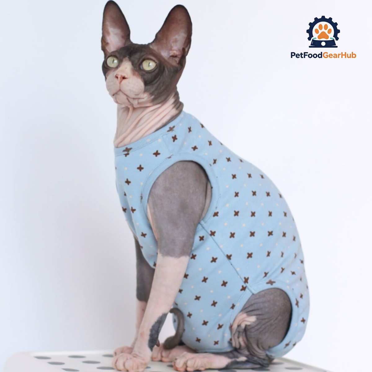 Sphynx Cat in Stylish Blue Dungarees | PetFoodGearHub