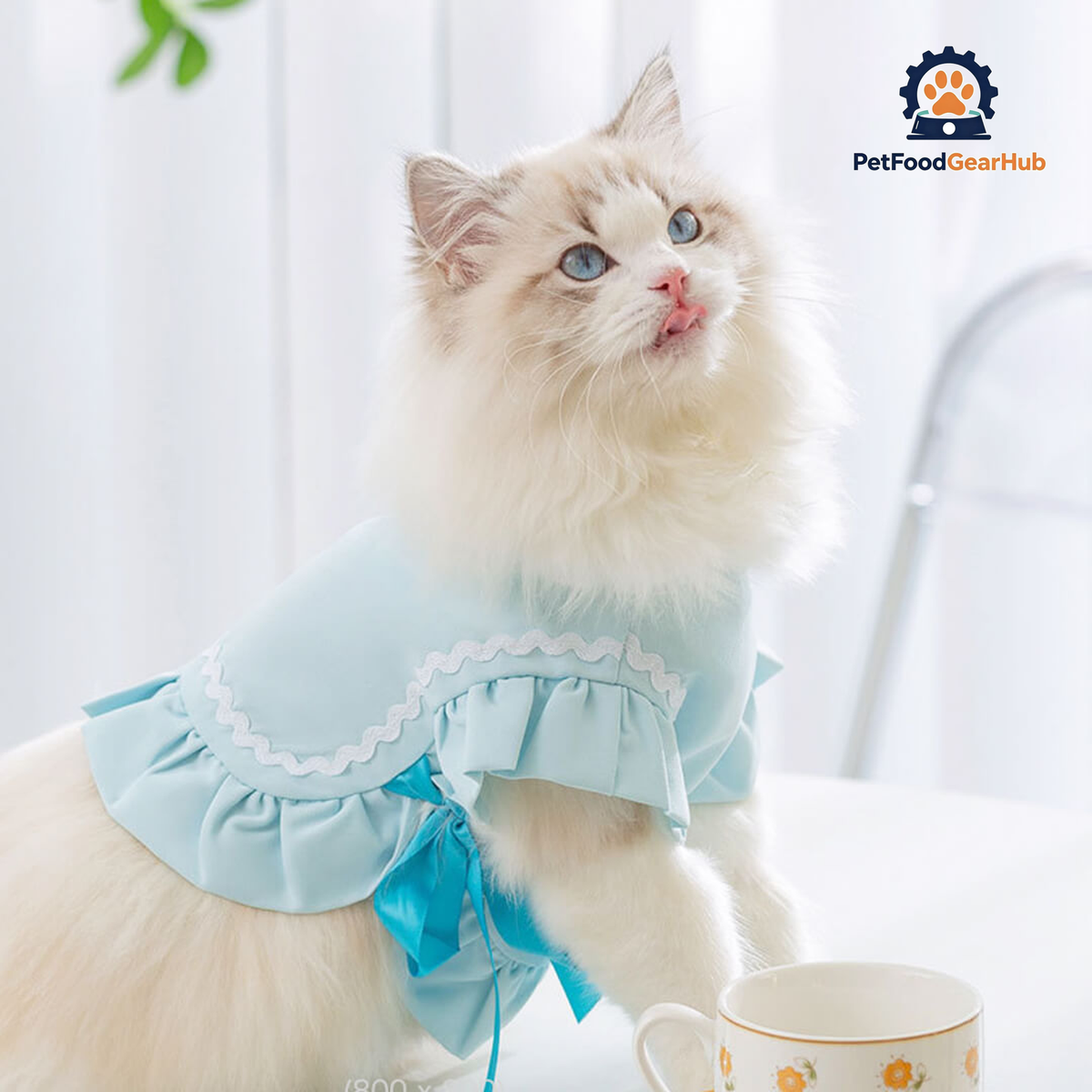 Cat in Blue Cat Vest | PetFoodGearHub