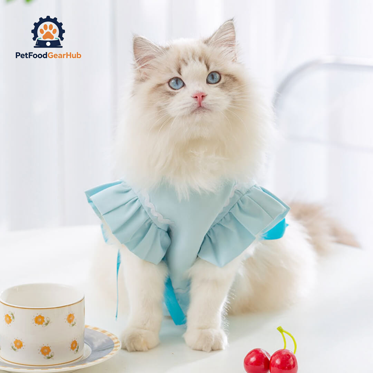 Cat in Blue Cat Vest | PetFoodGearHub
