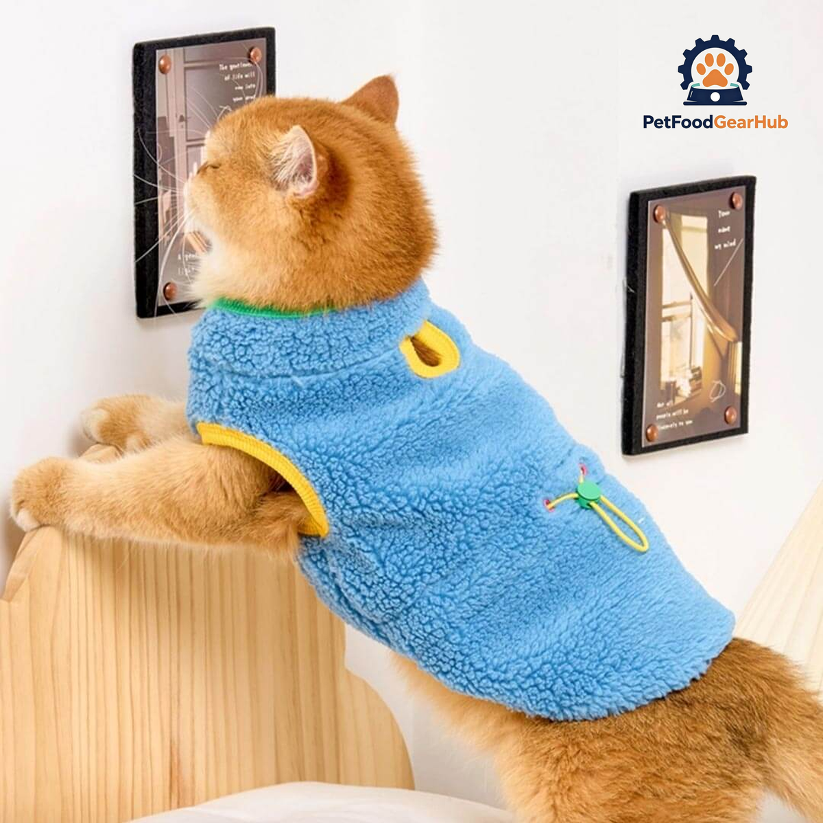 Cat in Blue Fleece Jacket | PetFoodGearHub
