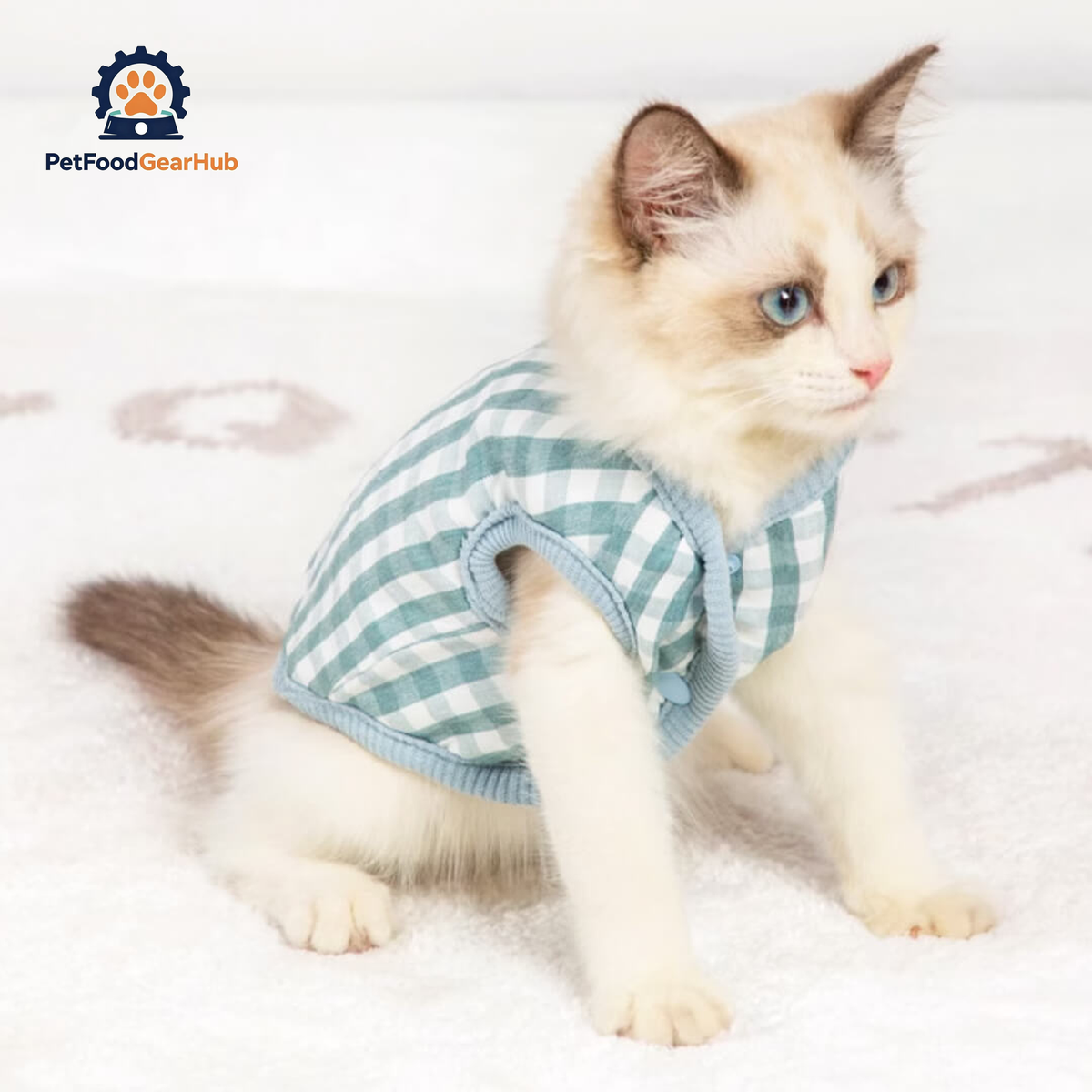 Kitten in Green Reversible Jacket | PetFoodGearHub