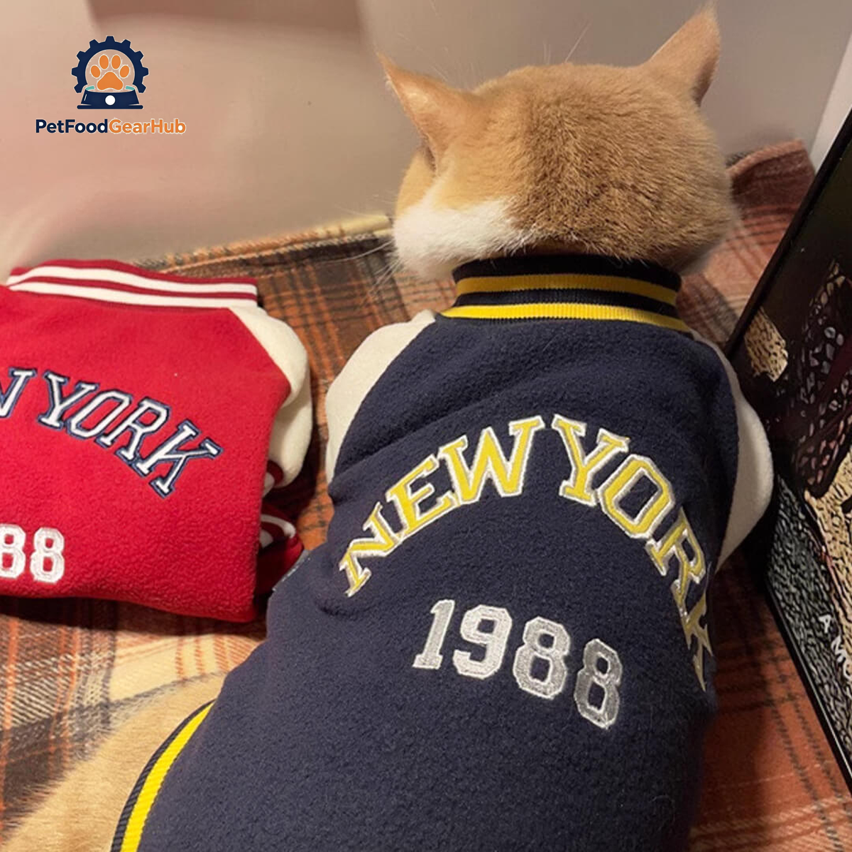 Cat in Bomber Jacket | PetFoodGearHub