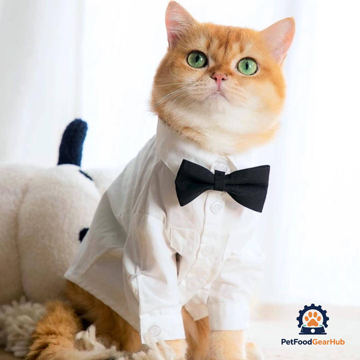 Cat Wearing a White Wedding Shirt with a Black Bow Tie | PetFoodGearHub