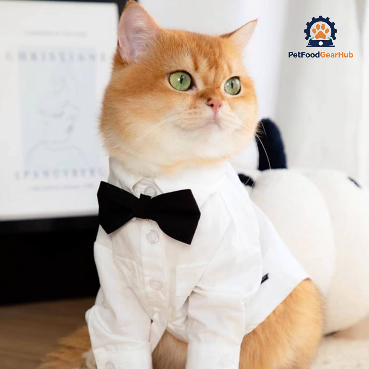Cat Wearing a White Wedding Shirt with a Black Bow Tie | PetFoodGearHub