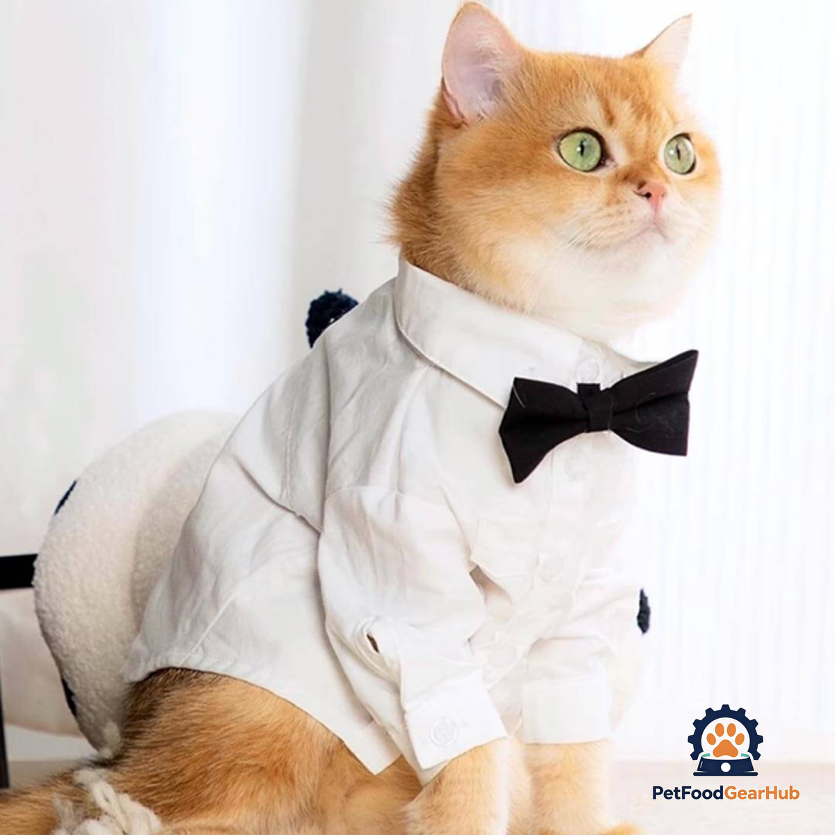Cat Wearing a White Wedding Shirt with a Black Bow Tie | PetFoodGearHub