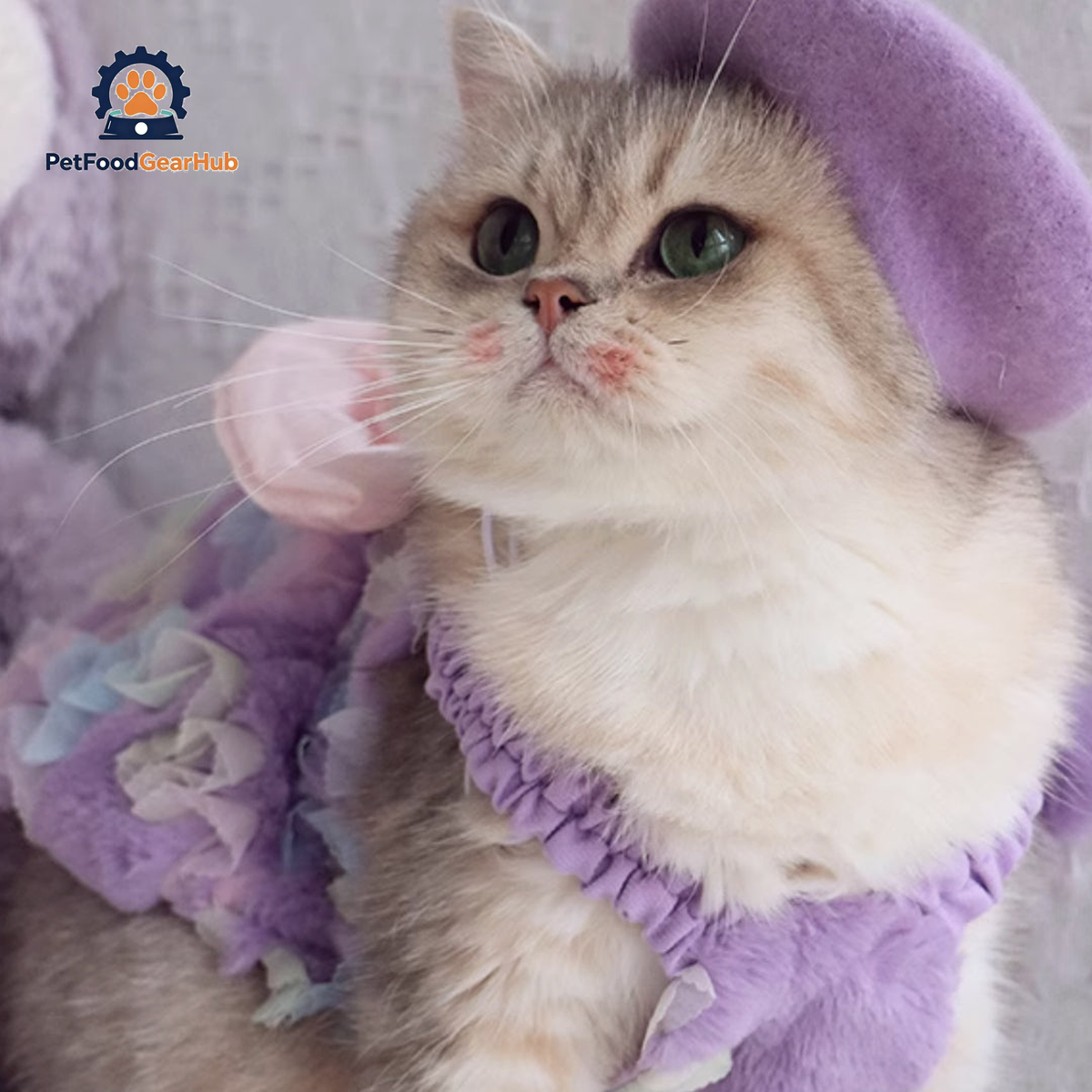 Cat in Cute Lilac Dress | PetFoodGearHub