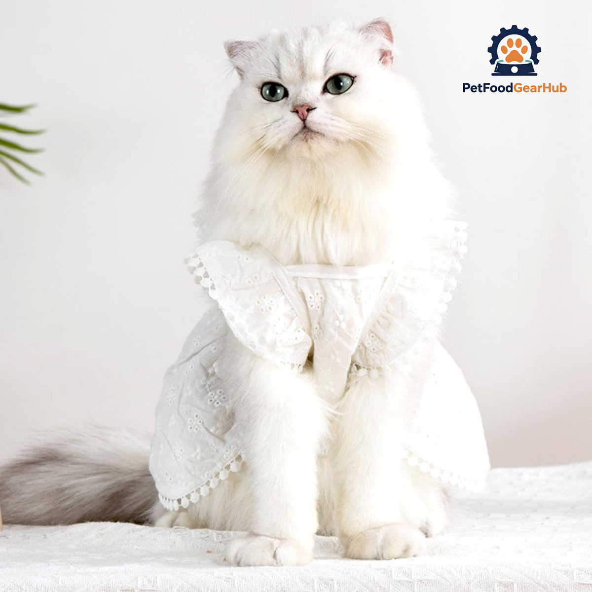 MoMo Cat Dress | Dress for Cats | Cat in Dress | PetFoodGearHub