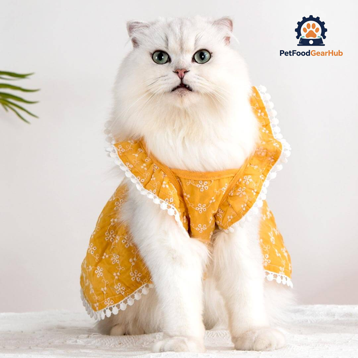 MoMo Cat Dress | Dress for Cats | Cat in Dress | PetFoodGearHub