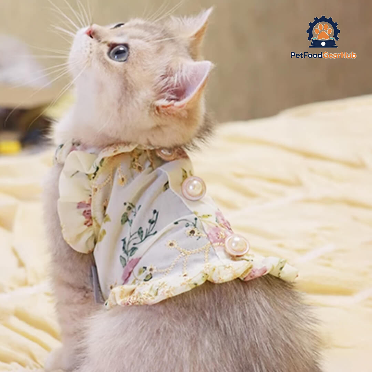 Kitten in Floral Print Dress | PetFoodGearHub