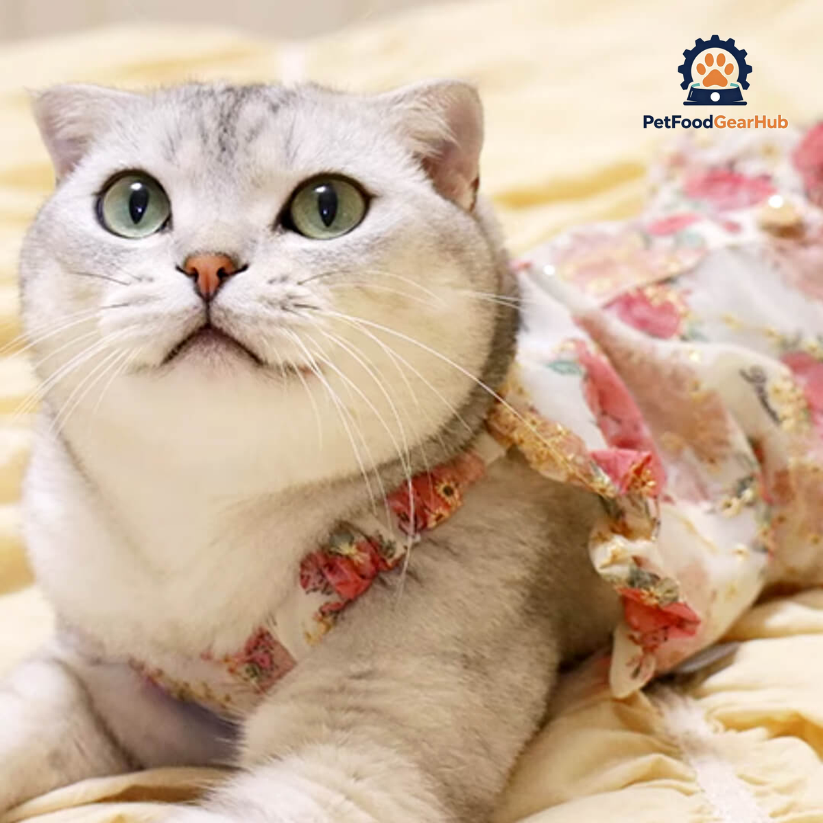 Cat in Floral Print Dress | PetFoodGearHub
