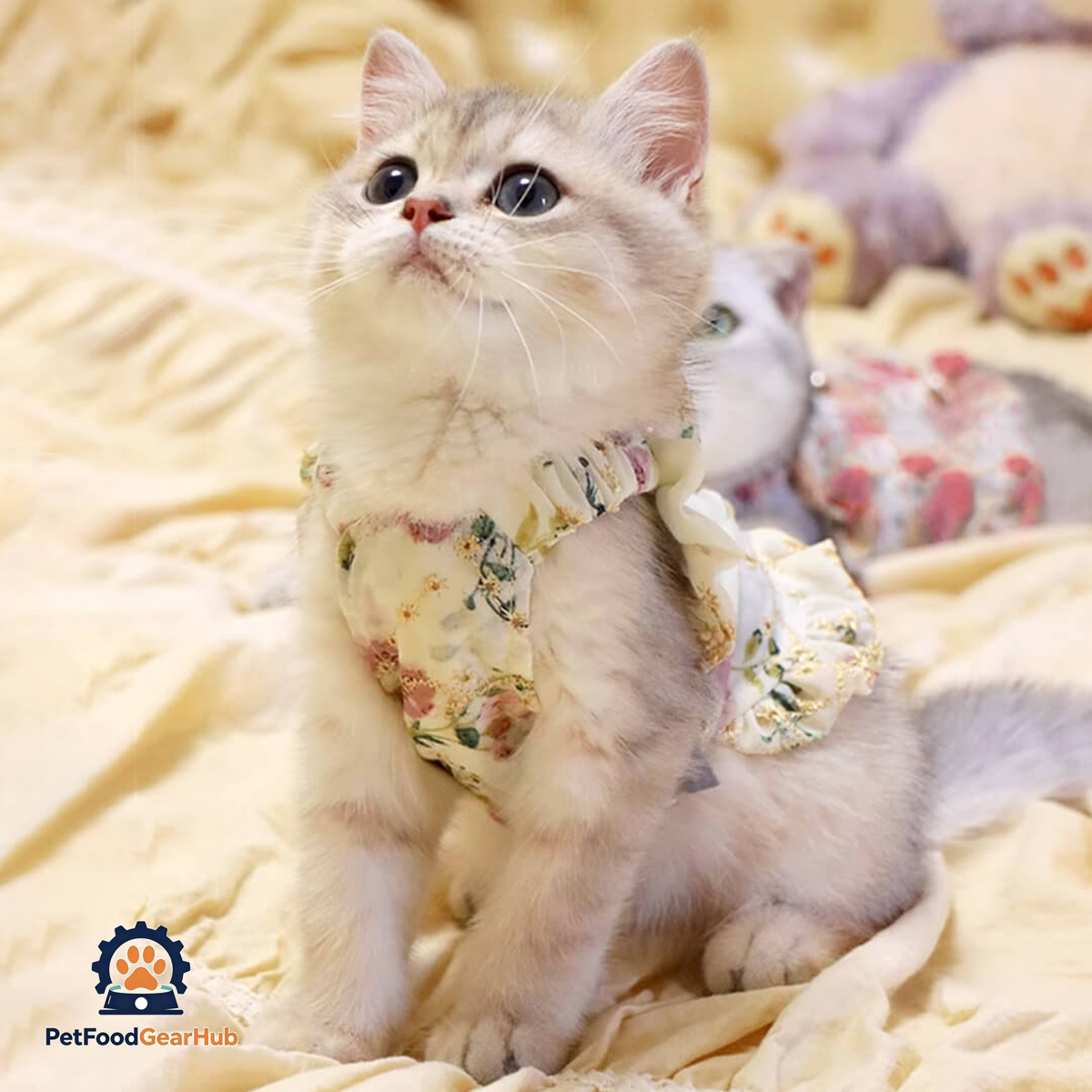 Kitten in Floral Print Dress | PetFoodGearHub