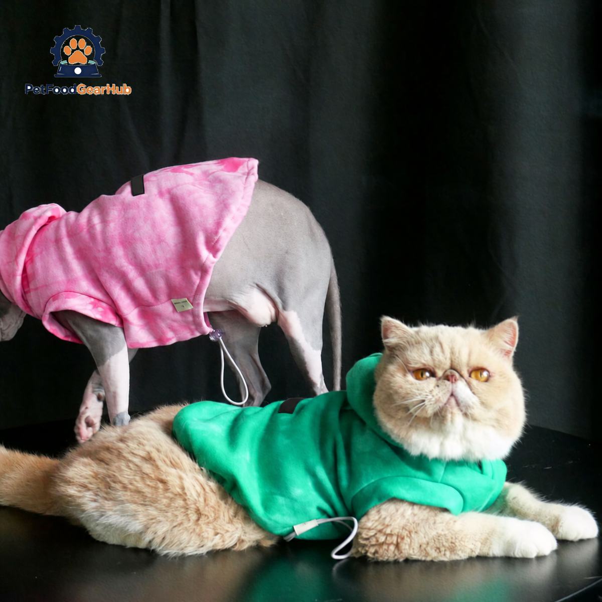 Cats in Tie Dye Hoodies | PetFoodGearHub