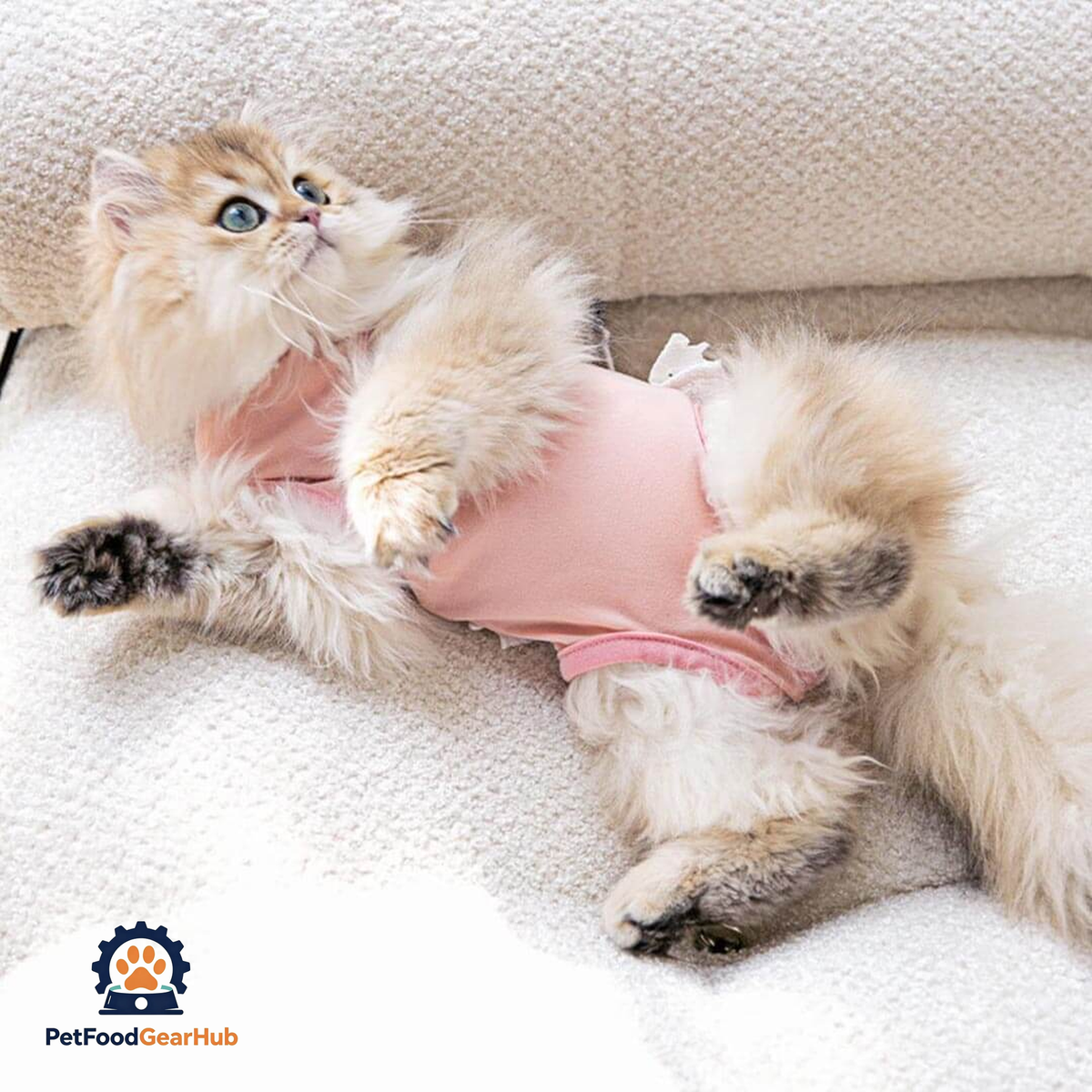 Bella Cat Recovery Suit | Recovery Suit for Cats | PetFoodGearHub