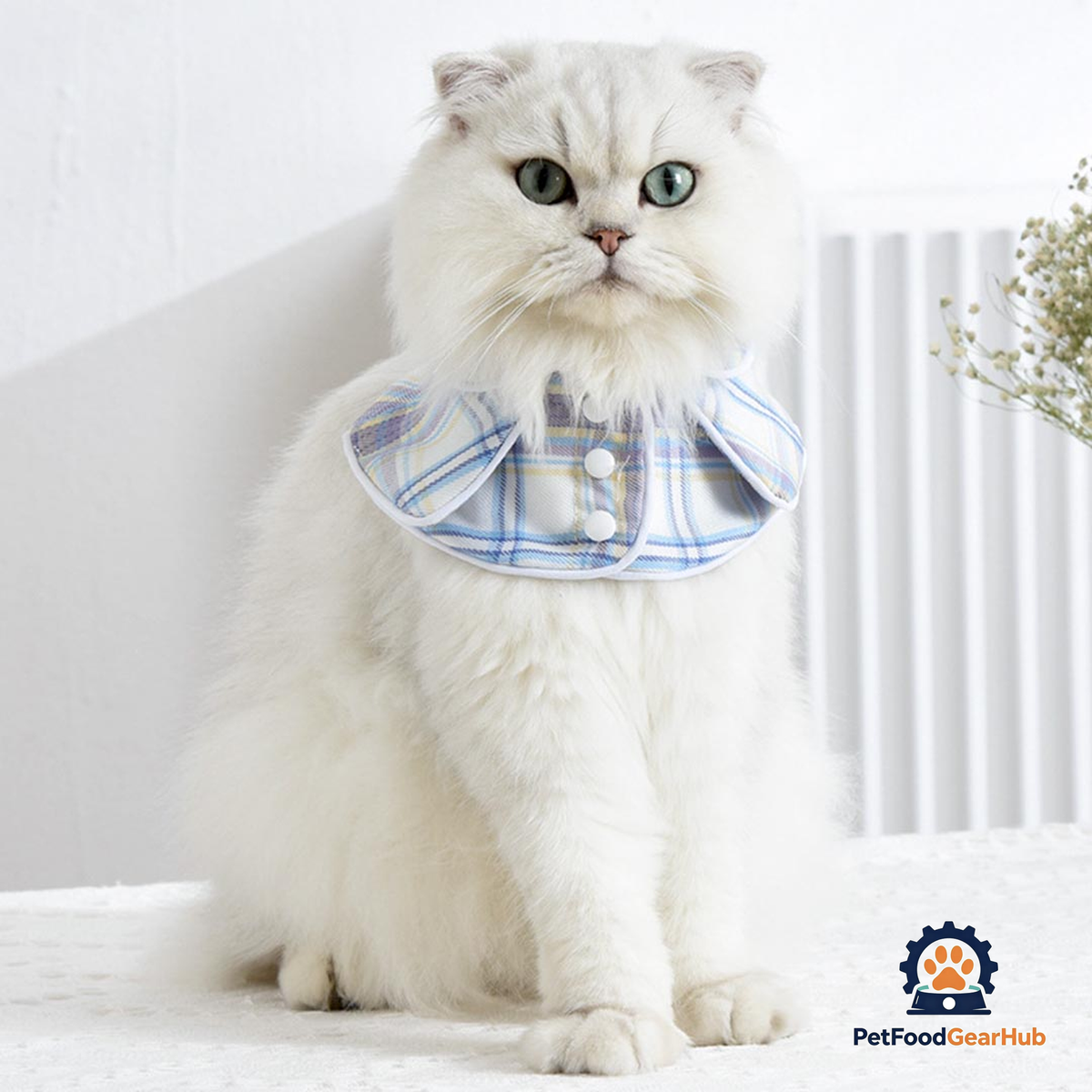 Back to School Cat Bib | Cat with Collar | PetFoodGearHub