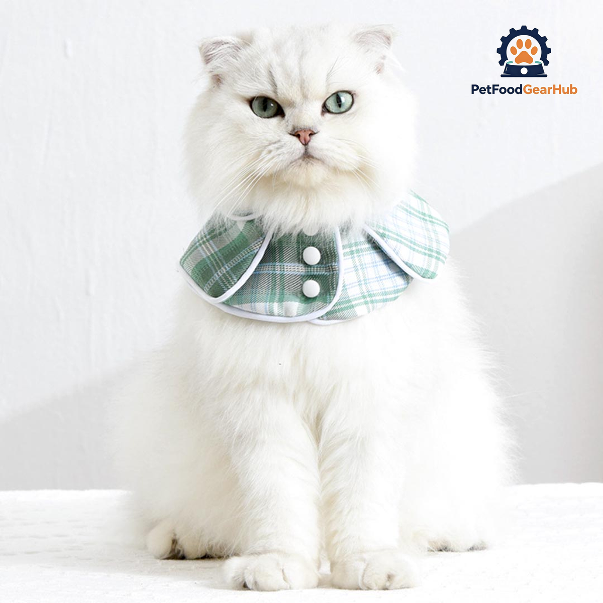 Back to School Cat Bib | Cat with Collar | PetFoodGearHub