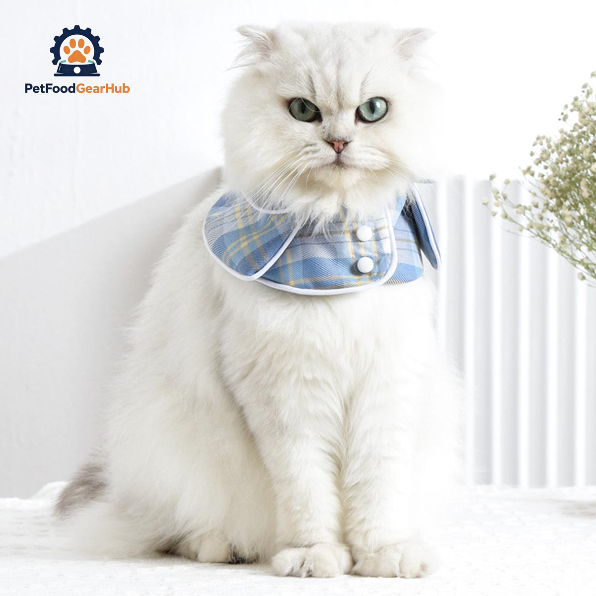 Back to School Cat Bib | Cat with Collar | PetFoodGearHub