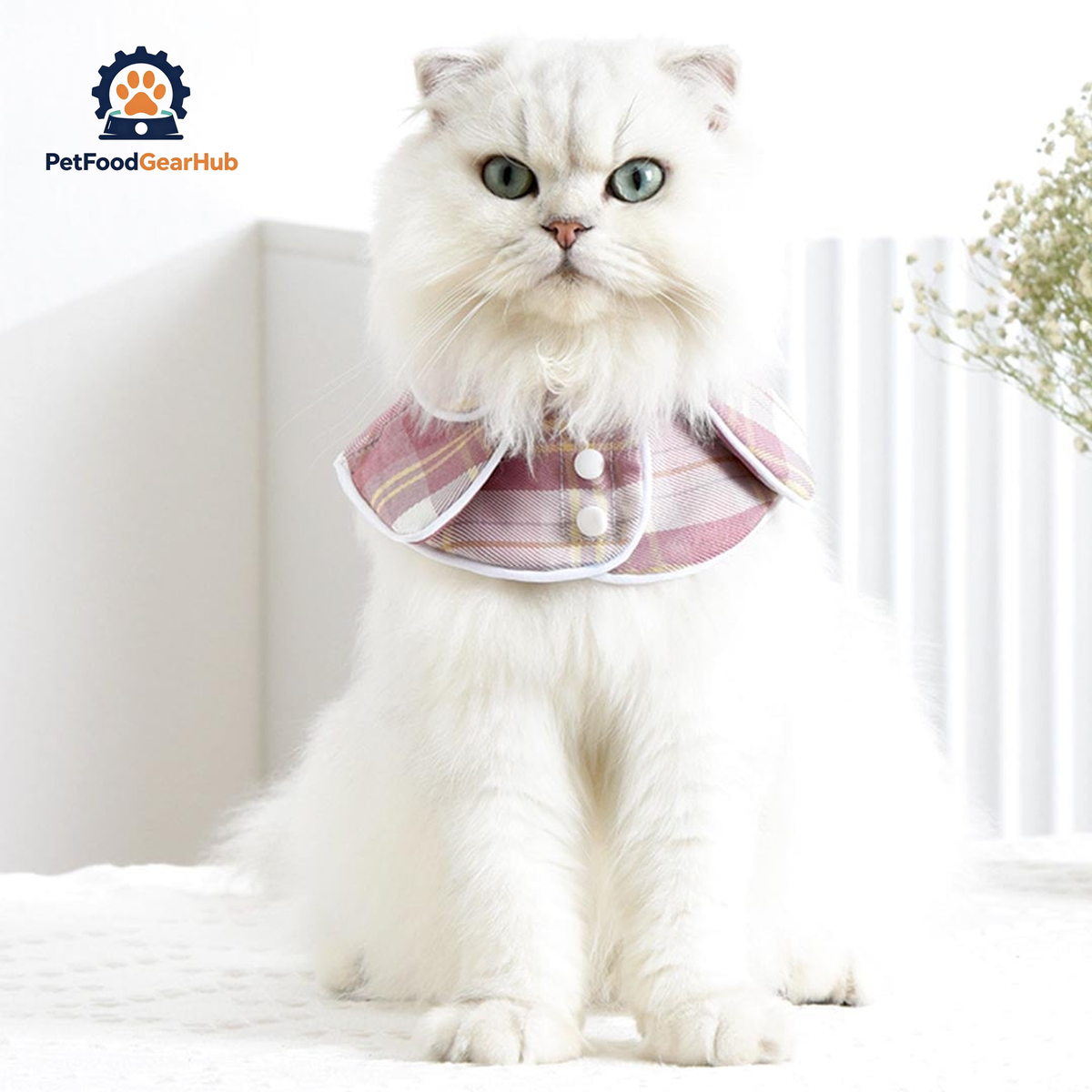 Back to School Cat Bib | Cat with Collar | PetFoodGearHub
