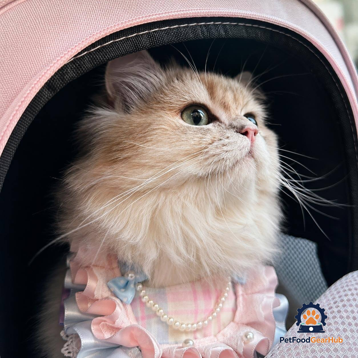 Bonbon Cat Bib on Fluffy Cat | Handmade Pink and Blue Ruffle Cat Bib | PetFoodGearHub