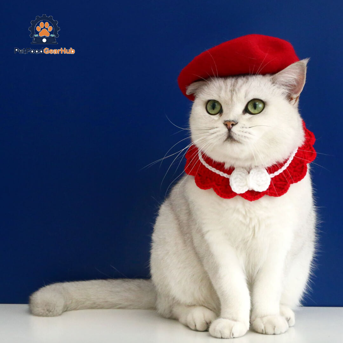 Cat with Red Wool Beret Hat | PetFoodGearHub