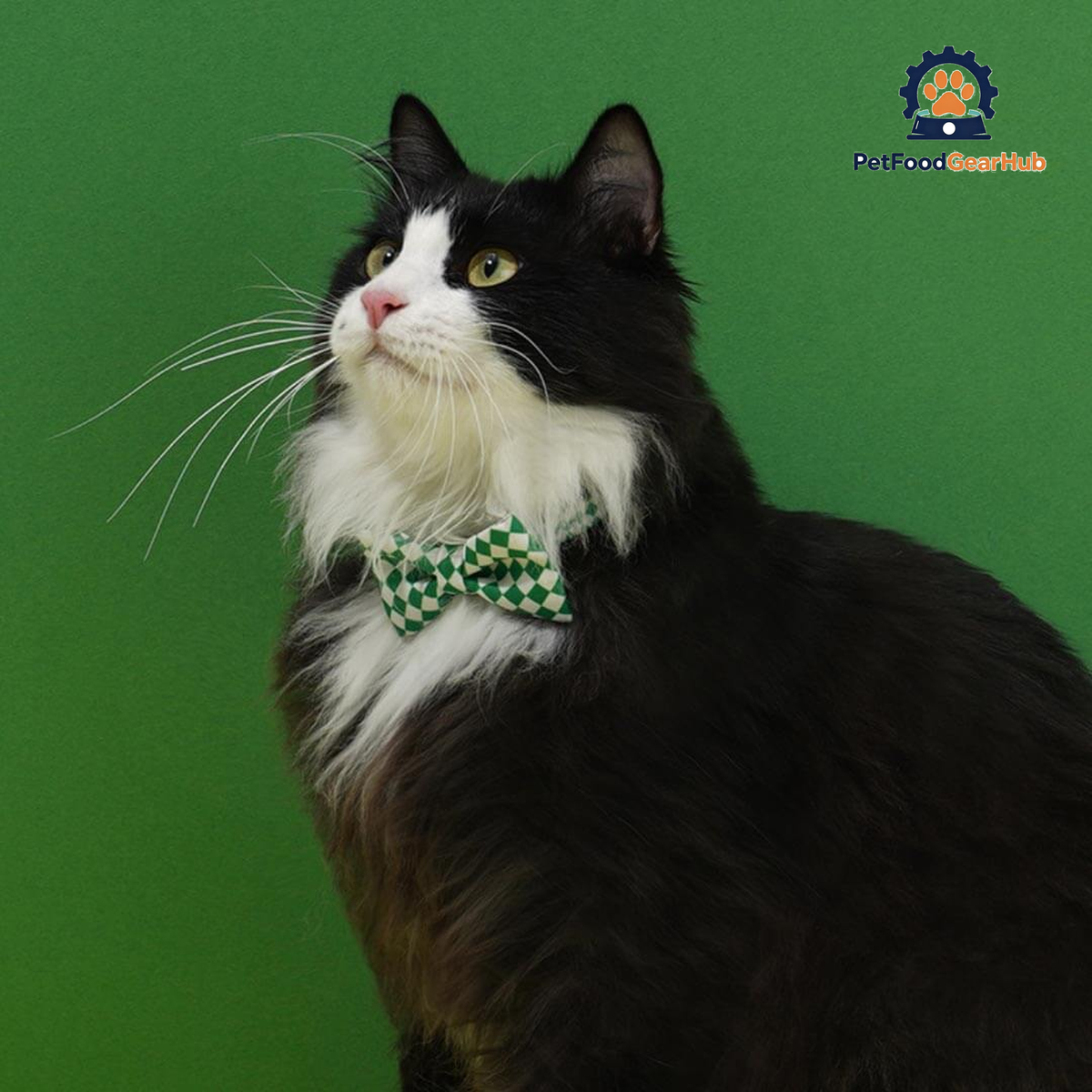 Gentlemeow Cat Bow Tie | Cat with Bow Tie | PetFoodGearHub