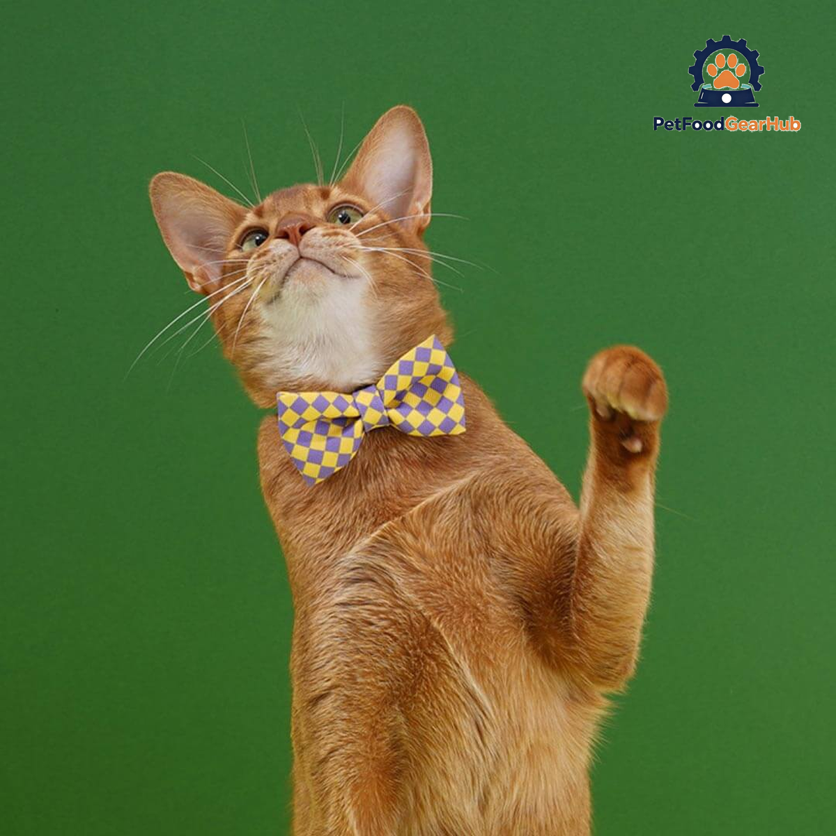 Gentlemeow Cat Bow Tie | Cat with Bow Tie | PetFoodGearHub