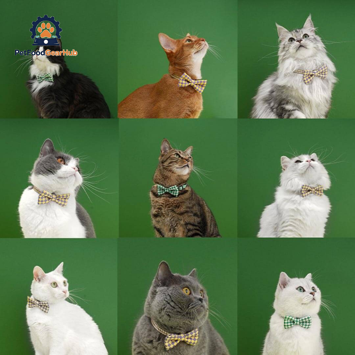 Gentlemeow Cat Bow Tie | Cats with Bow Ties | PetFoodGearHub