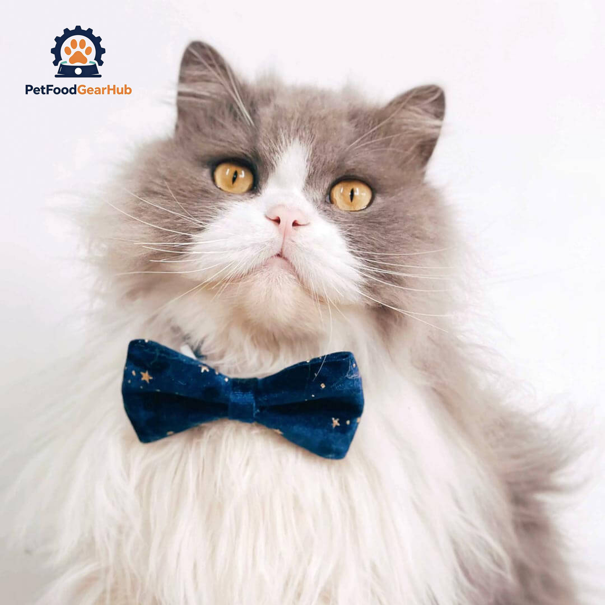 Beau Cat Bow Tie in Navy Blue on Cat | Star Print Bow Tie Collar | PetFoodGearHub