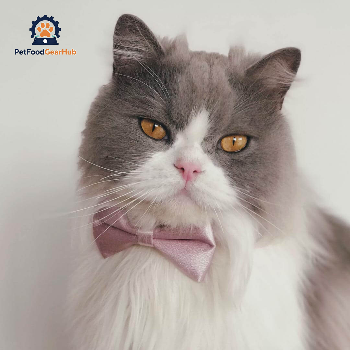 Beau Cat Bow Tie in Dusty Pink on Cat | Satin Bow Tie Collar | PetFoodGearHub