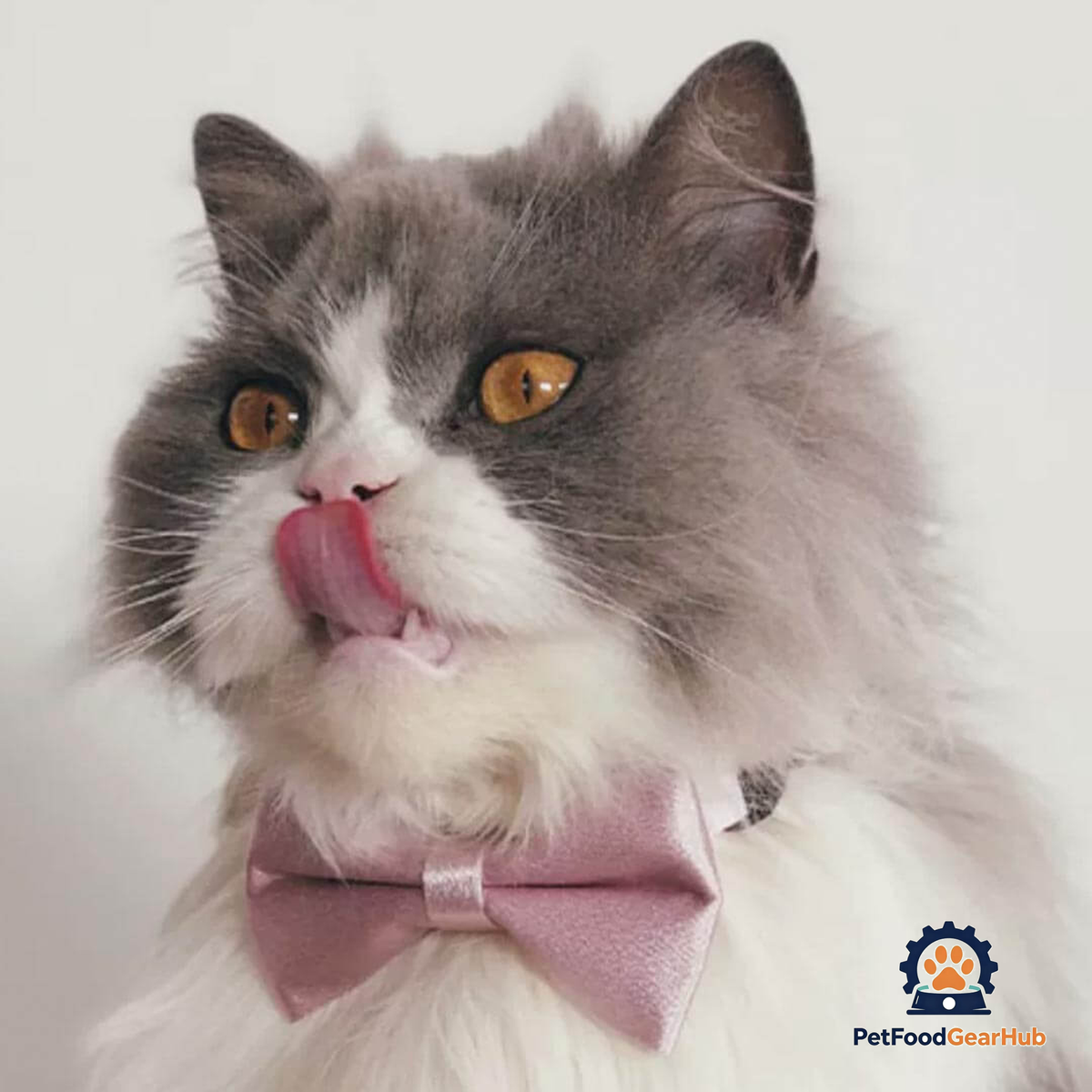 Beau Cat Bow Tie in Dusty Pink on Cat | Satin Bow Tie Collar Close Up | PetFoodGearHub