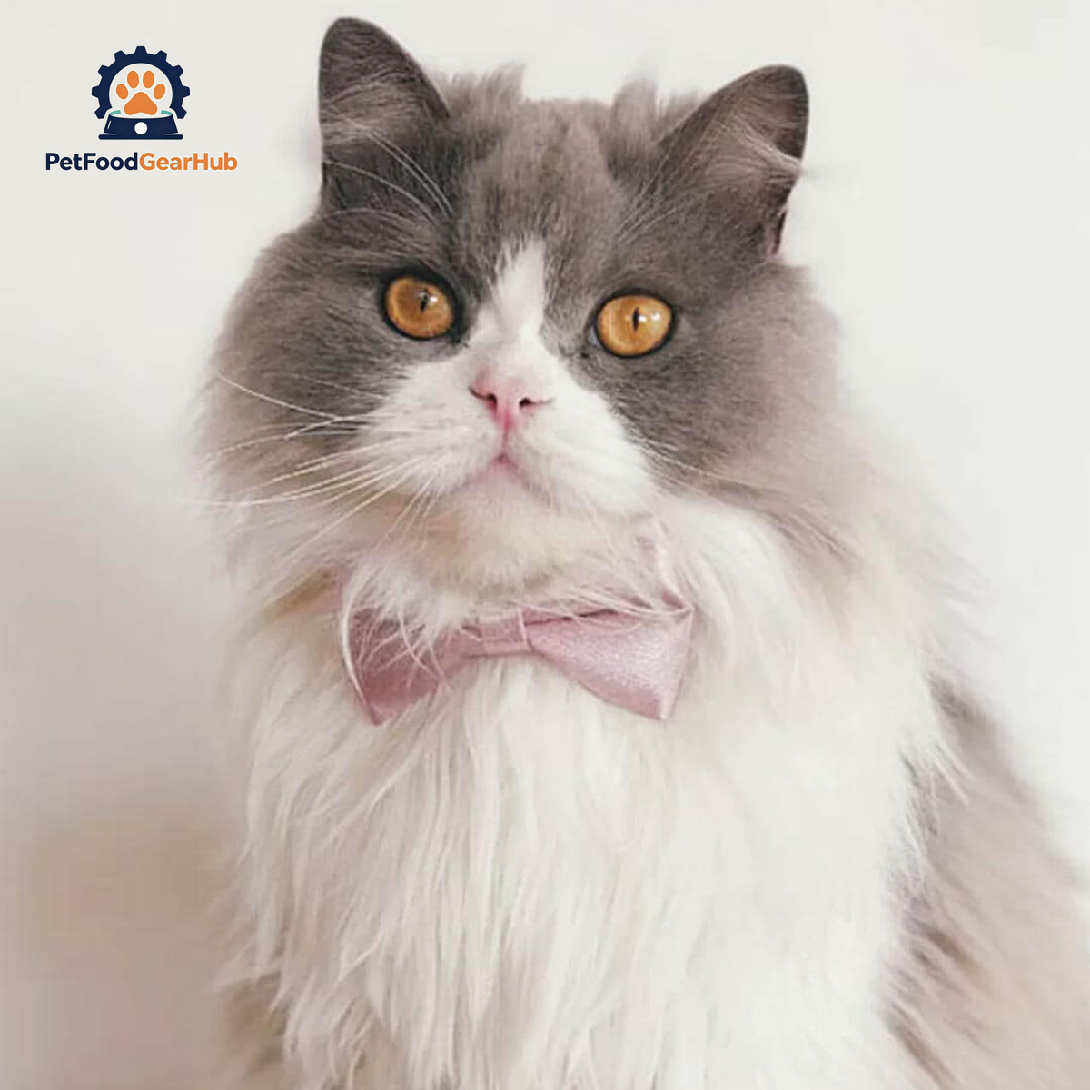 Beau Cat Bow Tie in Dusty Pink on Cat | Elegant Satin Bow Tie Collar | PetFoodGearHub