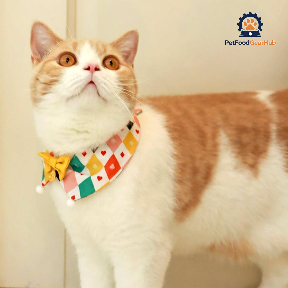 Circus Cat Bib | Cute Accessories for Cats | PetFoodGearHub