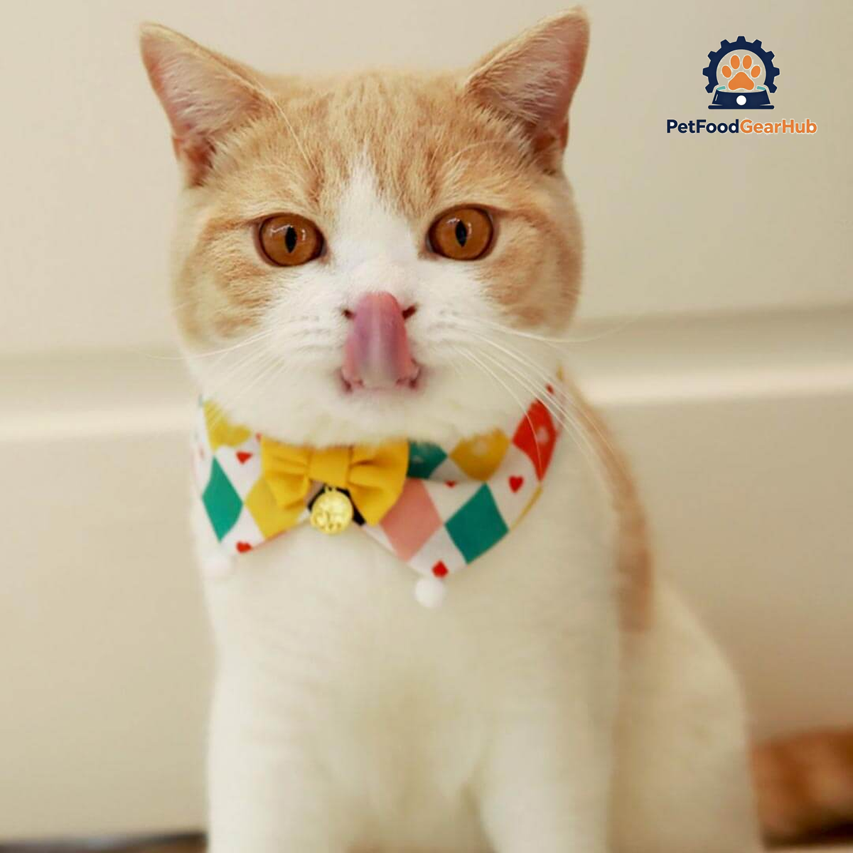 Circus Cat Bib | Cute Accessories for Cats | PetFoodGearHub