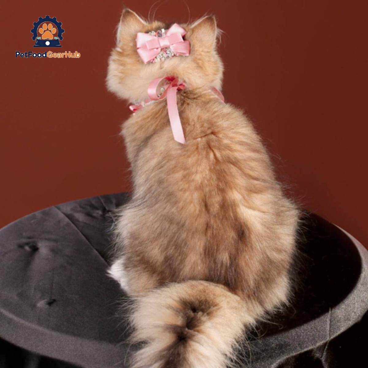 La Rose Cat Collar | Luxurious Accessories for Cats | PetFoodGearHub