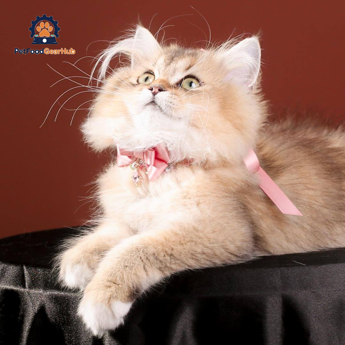 La Rose Cat Collar | Luxurious Accessories for Cats | PetFoodGearHub