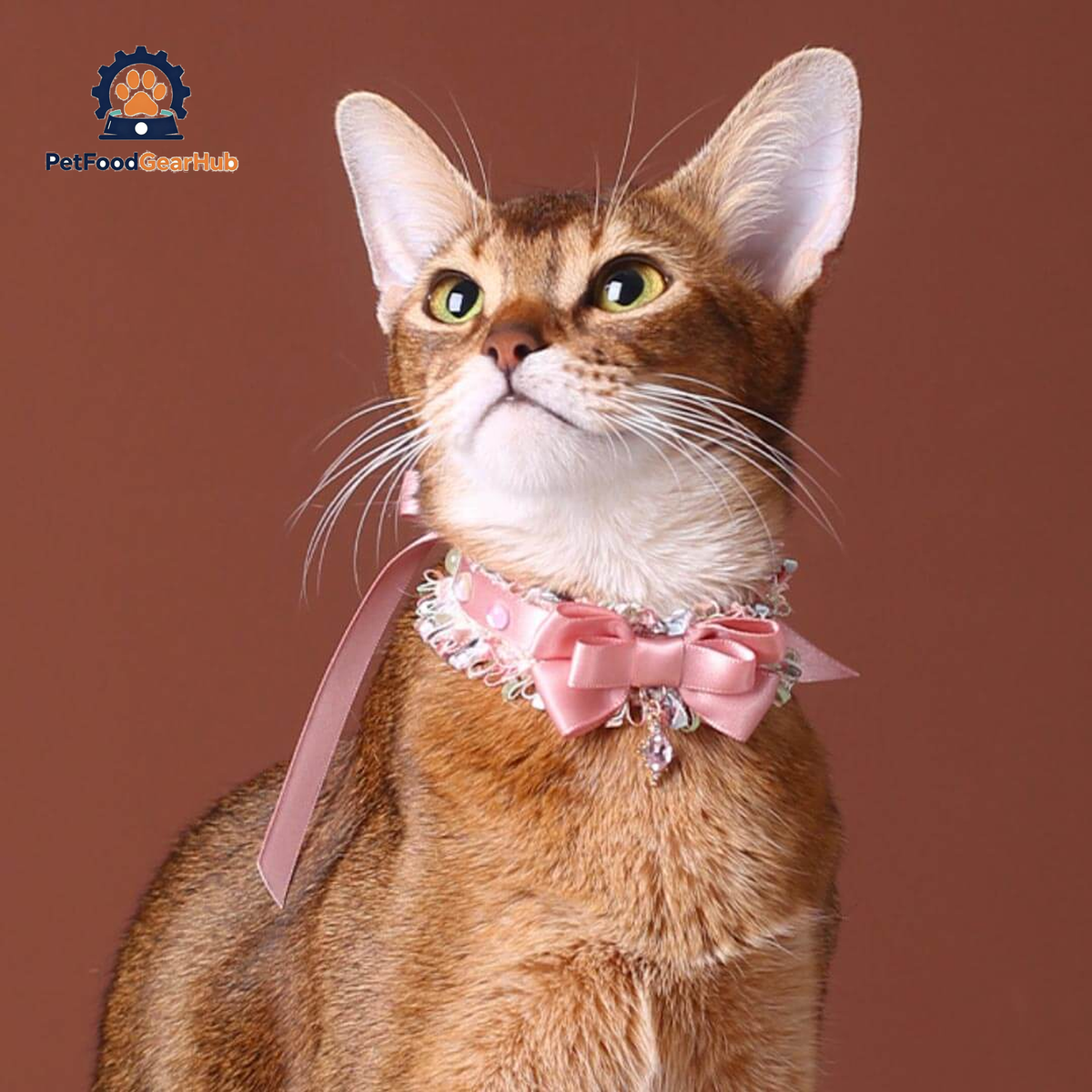 La Rose Cat Collar | Luxurious Accessories for Cats | PetFoodGearHub