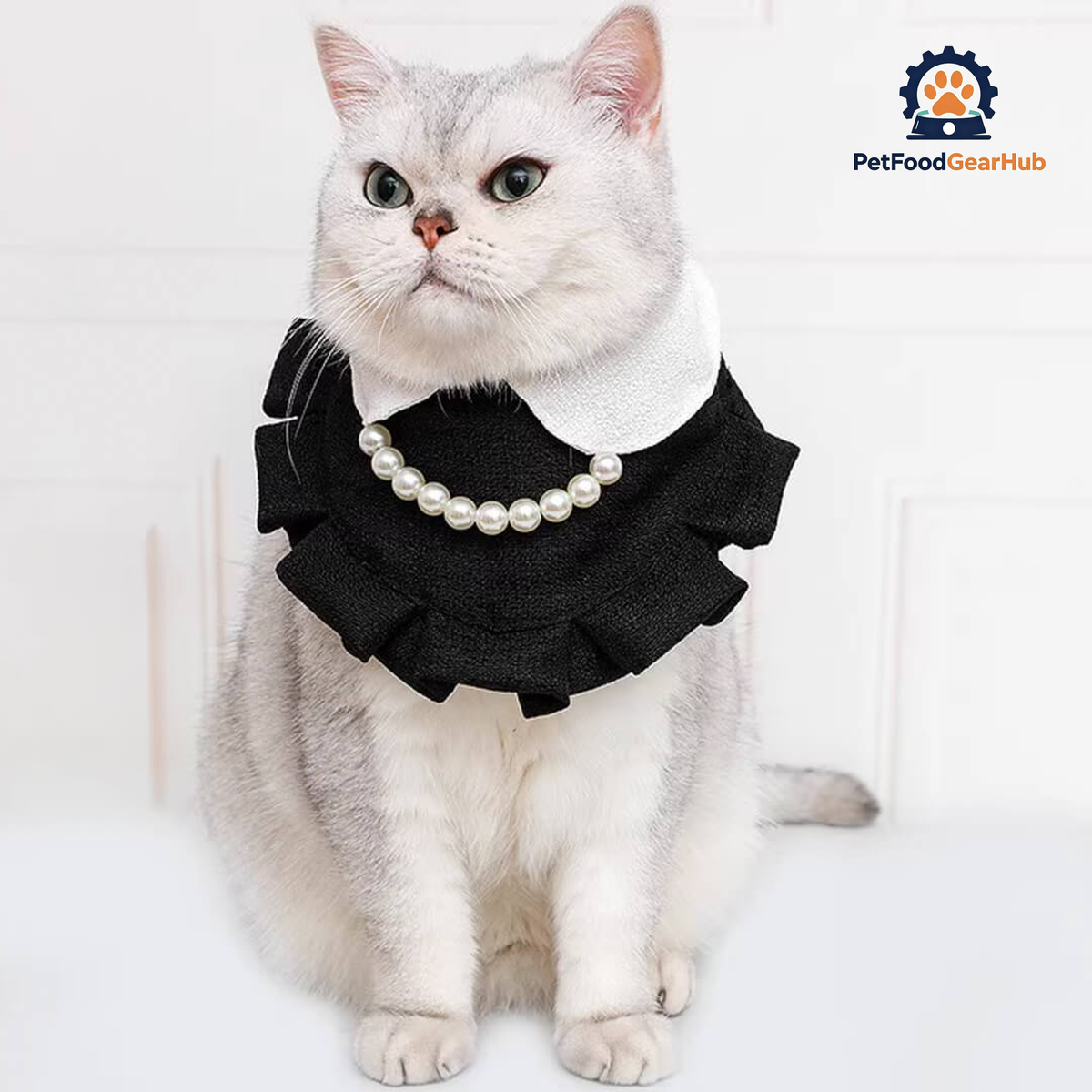 Cat in Black Cat Bib | PetFoodGearHub